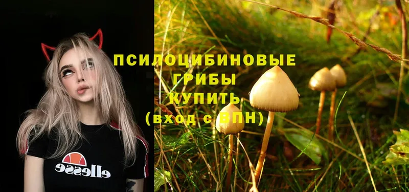 блэк спрут онион  Козловка  Галлюциногенные грибы Psilocybine cubensis 